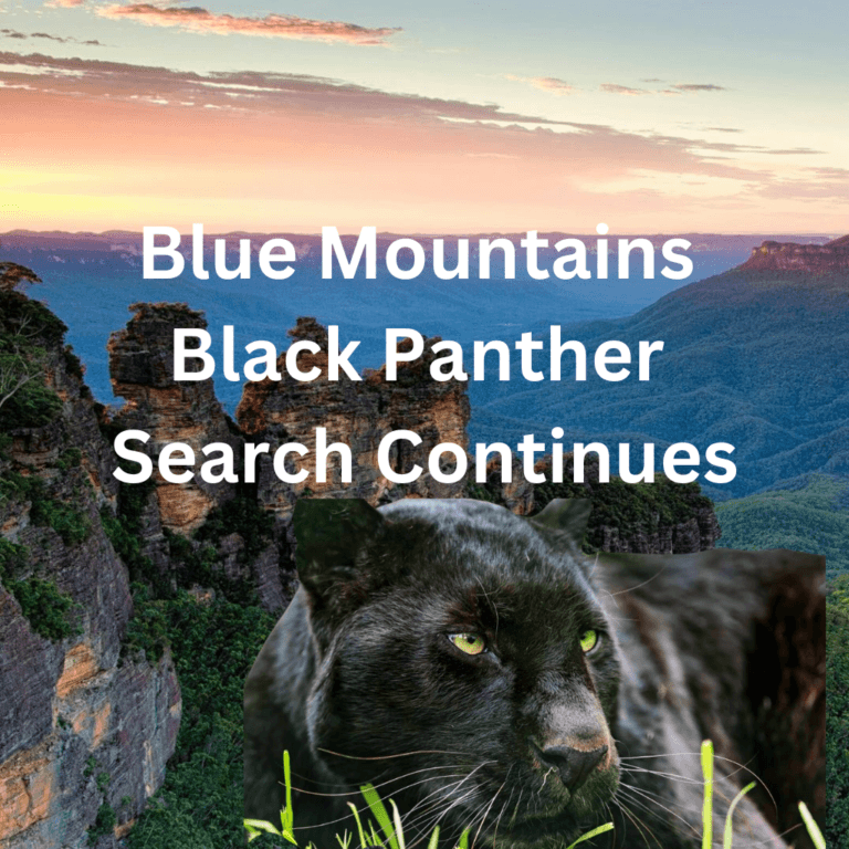 Blue Mountains Black Panther