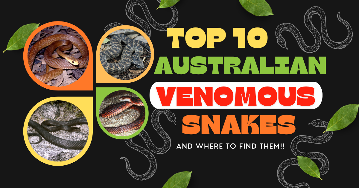 Australian-Venomous-Snakes