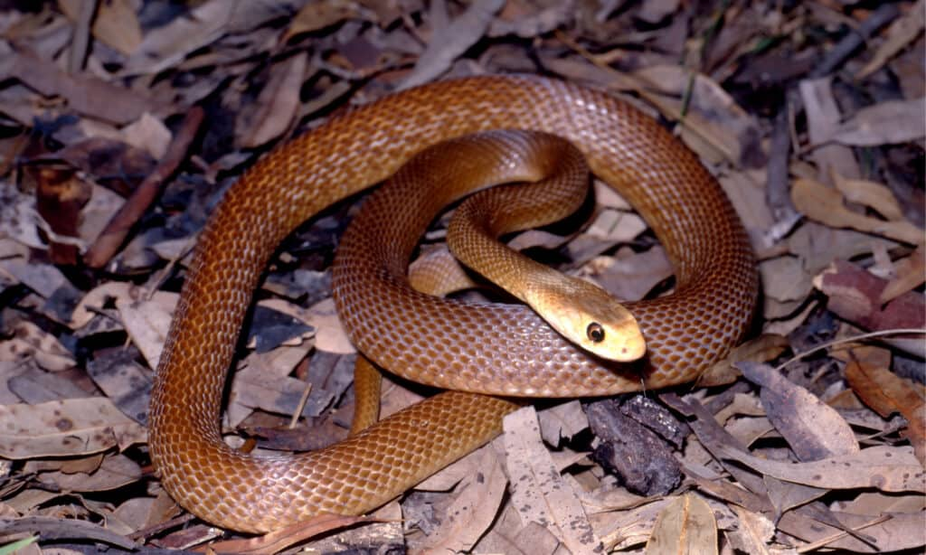 Coastal-Taipan-Oxyuranus-scutellatus