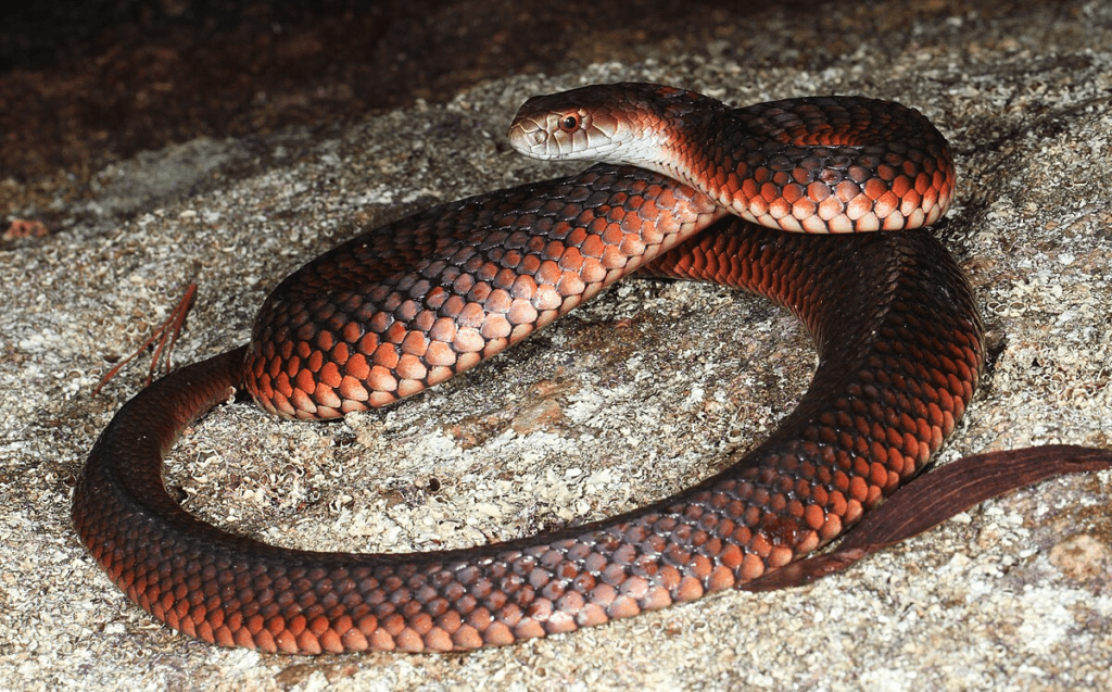 Lowland-Copperhead-Austrelaps-superbus.