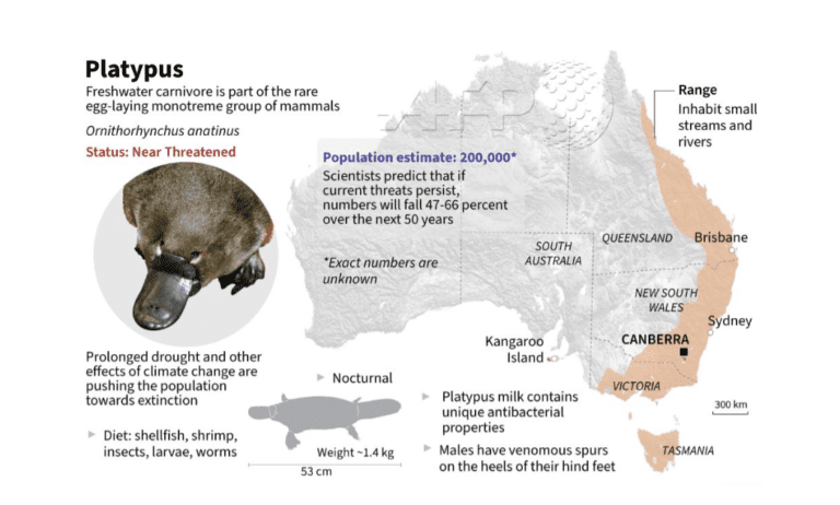 10 amazing duck billed platypus facts