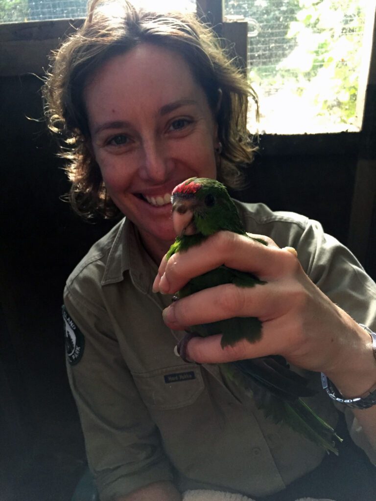 norfolk island national park ranger and green parrot